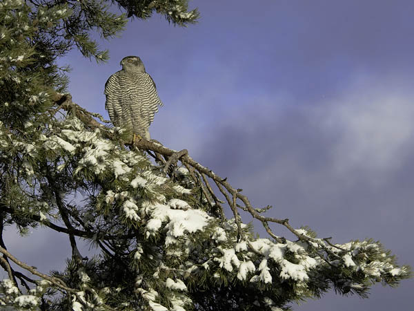 Kanahaukka, Northern Goshawk, Accipiter gentilis